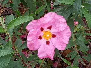 Cistus × purpureus L. Ciste pourpre.