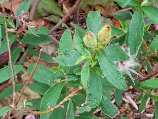 Cistus × purpureus L.