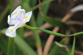 Fleur Dietes iridioides, Iris sauvage.