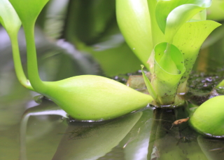 Eichhornia crassipes, Jacinthe d'eau.