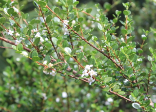 Fernelia buxifolia Lam.