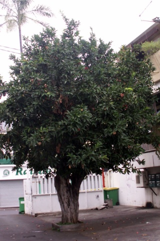 Syzygium samarangense.