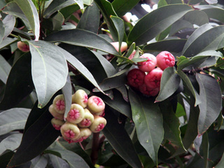 Jamalac - Syzygium samarangense. Fruit flore de La Réunion.