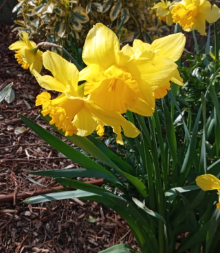 Narcissus pseudonarcissus, Narcisse jaune.