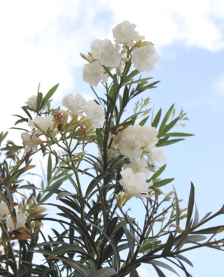 Nerium oleander L, Laurier rose.