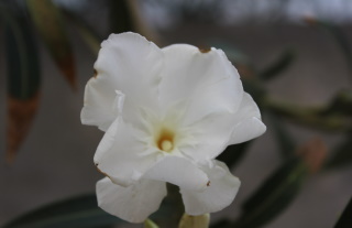 Nerium oleander L, Laurier rose.