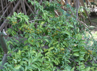 Pereskia aculeata, Groseillier des Barbades.