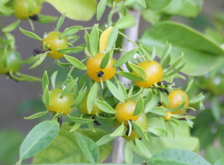 Fruit Pereskia aculeata, Groseillier des Barbades.