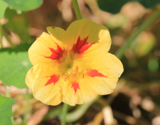 Tropaeolum majus, fleur.