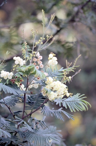 Acacia mearnsii.