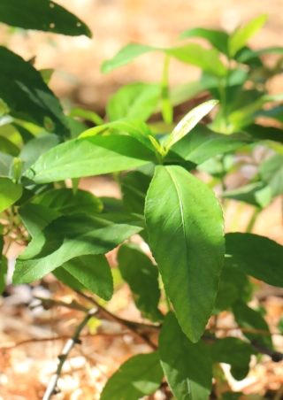 Acalypha integrifolia Willd.