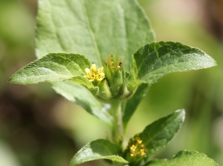 Acanthospermum hispidum DC. Feuille et fleurs.