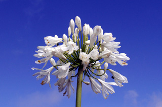 Fleurs Agapanthe blanche , Lis du Nil. Agapanthus.