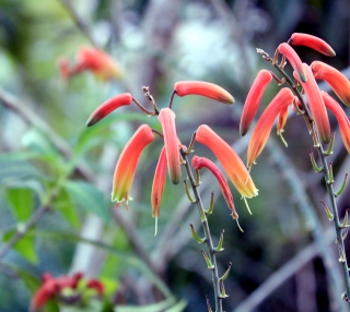 Aloe bulbillifera. Fleurs.
