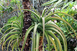 Aloe helenae Danguy.