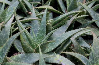 Aloe maculata All.