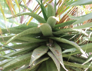 Aloe marlothii A.Berger.