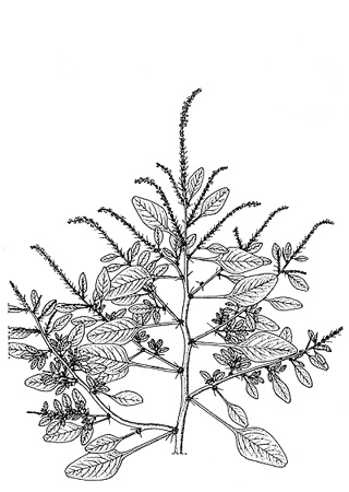 Amaranthus spinosus L. Amaranthe épineuse, épinard malabar, épinard piquant.