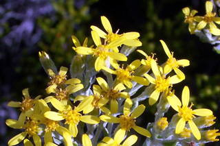 Ambaville blanc ou petit ambaville ou Ambaville blanche. Hubertia tomentosa. Flore endémique de La Réunion.