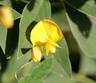 Fleur jaunes : Cajanus cajan (L.) Millsp.