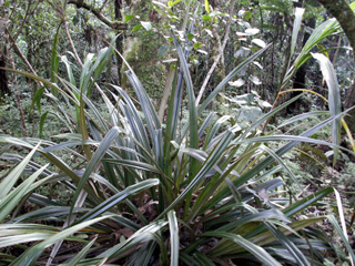 Ananas marron plante endémique de l'île de La Réunion.