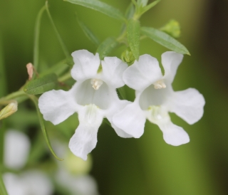 Angelonia biflora Benth.