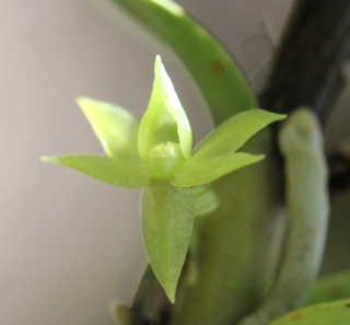Angraecum cilaosianum (Cordem.) Schltr.