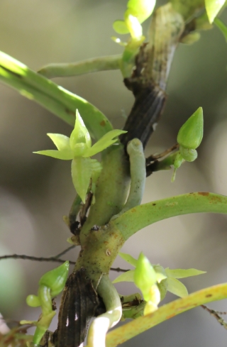 Angraecum cilaosianum (Cordem.) Schltr.