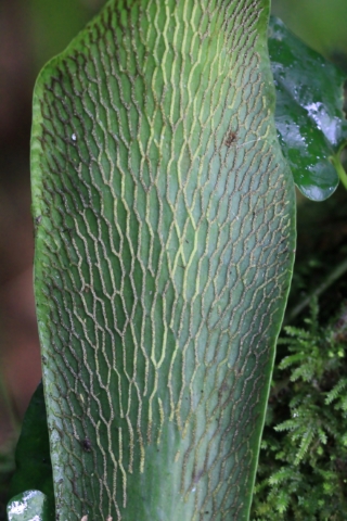Antrophyum boryanum (Willd.) Spreng.