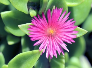 Fleur : Aptenia cordifolia.
