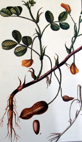 Arachis hypogaea L.