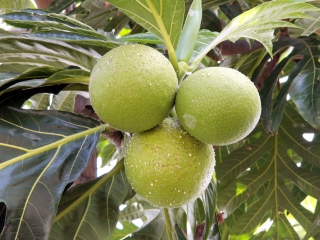 Artocarpus altilis (Parkinson) Fosberg. Fruits.