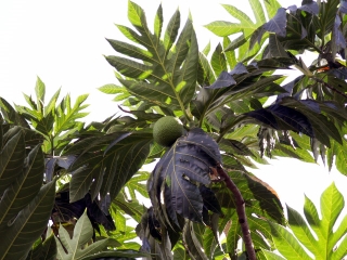 Artocarpus altilis (Parkinson) Fosberg.
