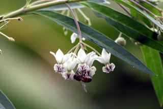 Gomphocarpus physocarpus E. Mey.