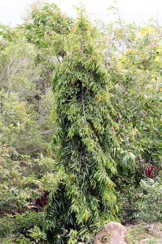 Arbre mât, Faux ashoka. Polyalthia longifolia.