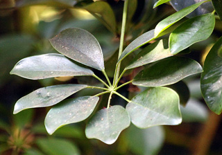 Schefflera arboricola (Hayata) Merr.