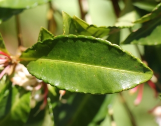 Ardisia crenata, feuilles.