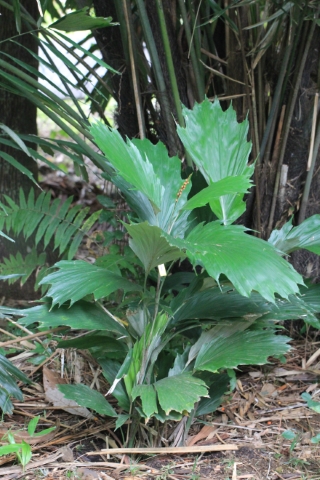 Arenga hookeriana, Palmier à sucre de Hooker.