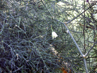 Asparagus umbellulatus Bresler. Asperge sauvage.
