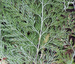 Asplenium daucifolium Lam. var. viviparum.