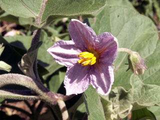 Fleur Aubergine ou bringelle - Solanum melongena.