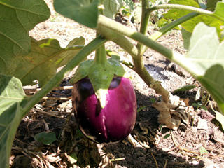 Aubergine ou bringelle - Solanum melongena.