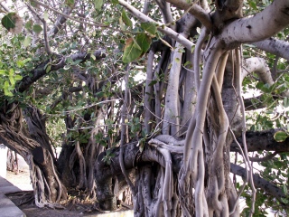 Ficus benghalensis, Banian.