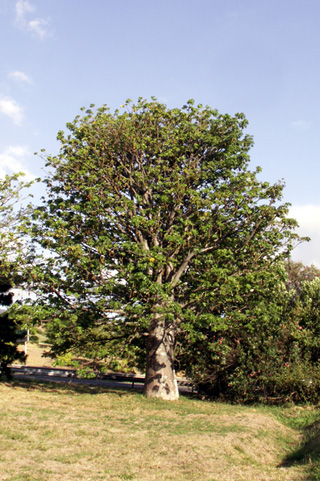 Adansonia digitata L. Baobab africain.