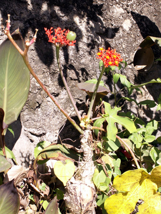 Baobab Nain ou Fleur de Corail ou Plante bouteille ou Médicinier Jatropha podagrica.