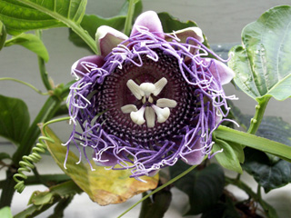 Fleur : Barbadine. Grenadille à tige quadrangulaire. Passiflora quadrangularis.
