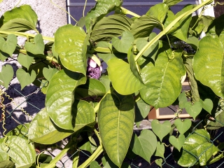 Passiflora quadrangularis. Barbadine.