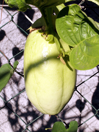 Fruit : Barbadine. Grenadille à tige quadrangulaire. Passiflora quadrangularis.