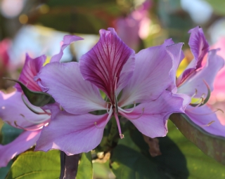 Bauhinia variegata L. Fleur.