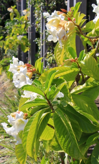 Beaumontia grandiflora, Beaumontie à grandes fleurs.